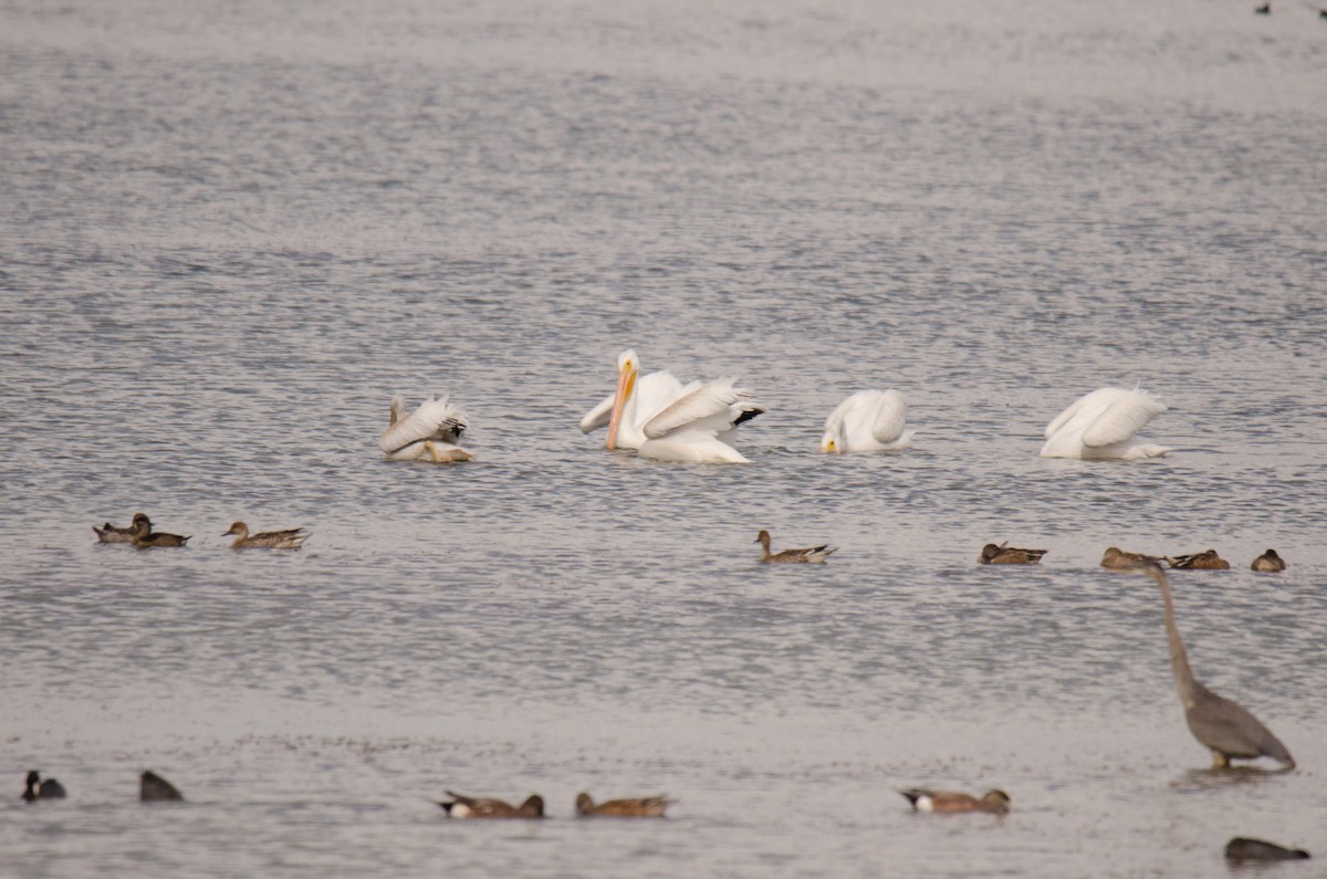 American White Pelican - ML592158431