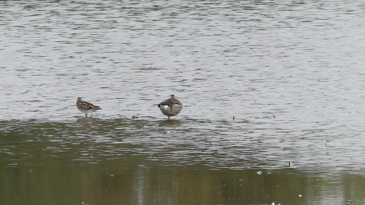 Чирянка болівійська - ML592159371