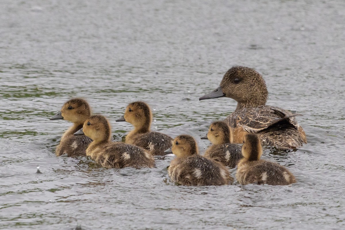 American Wigeon - ML592159731