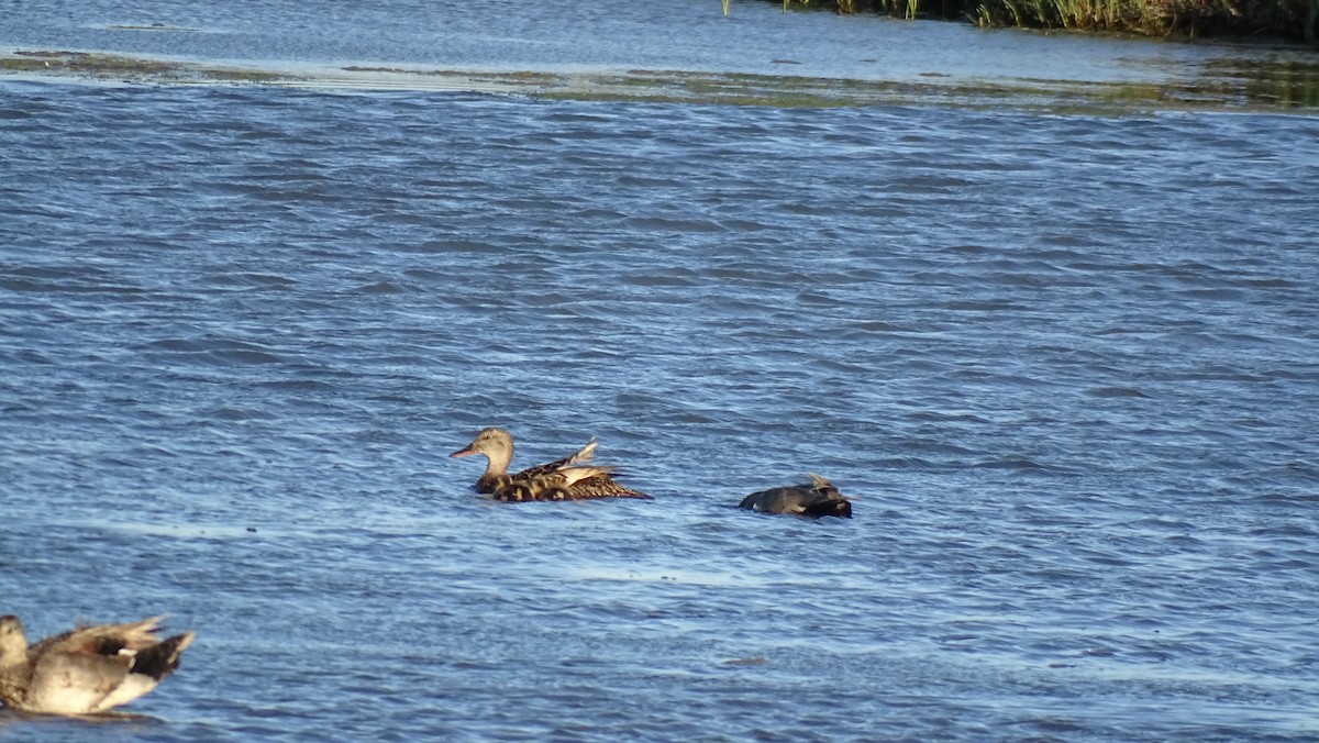 Gadwall - Hoatzin Aname