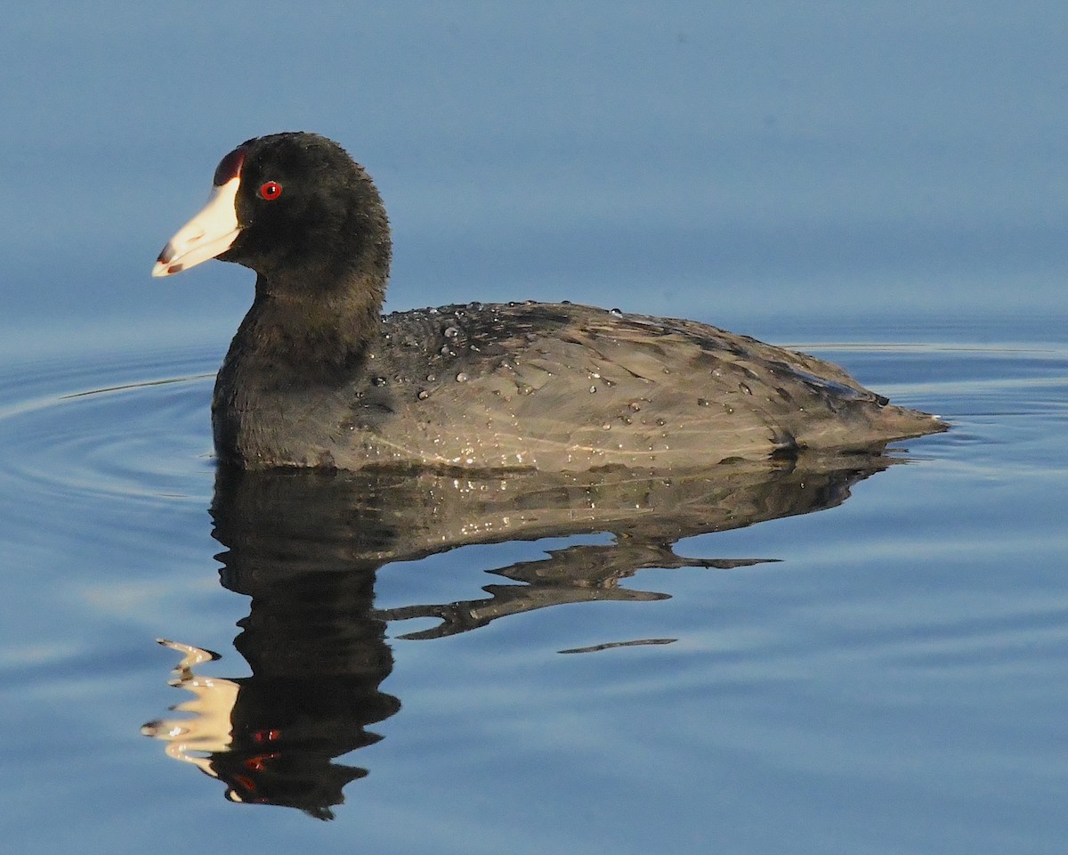 American Coot - Ted Wolff