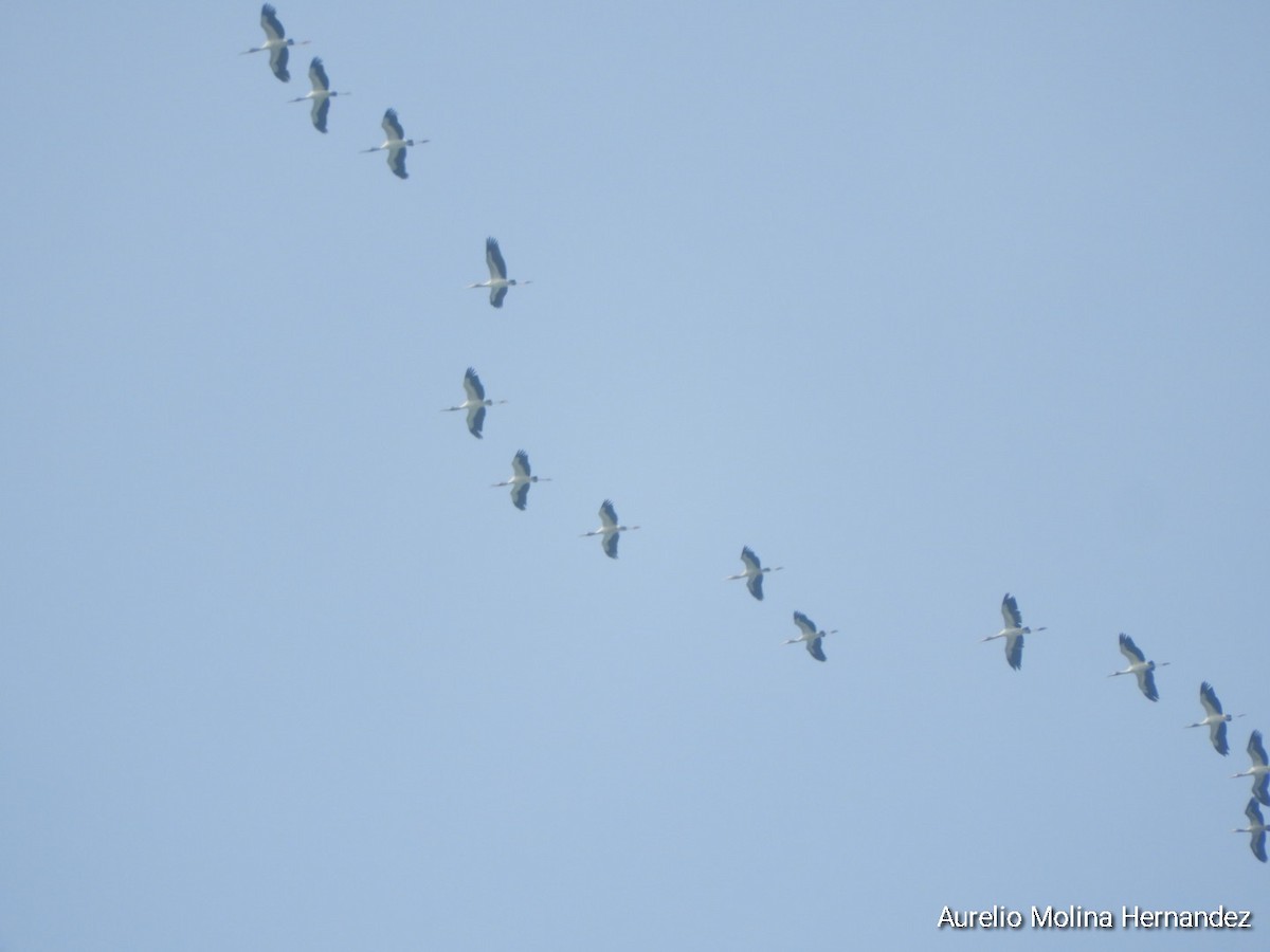 Wood Stork - ML592162981