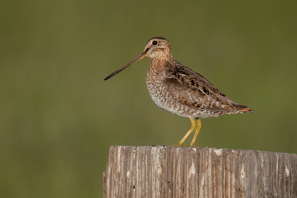 Wilson's Snipe - ML592163041