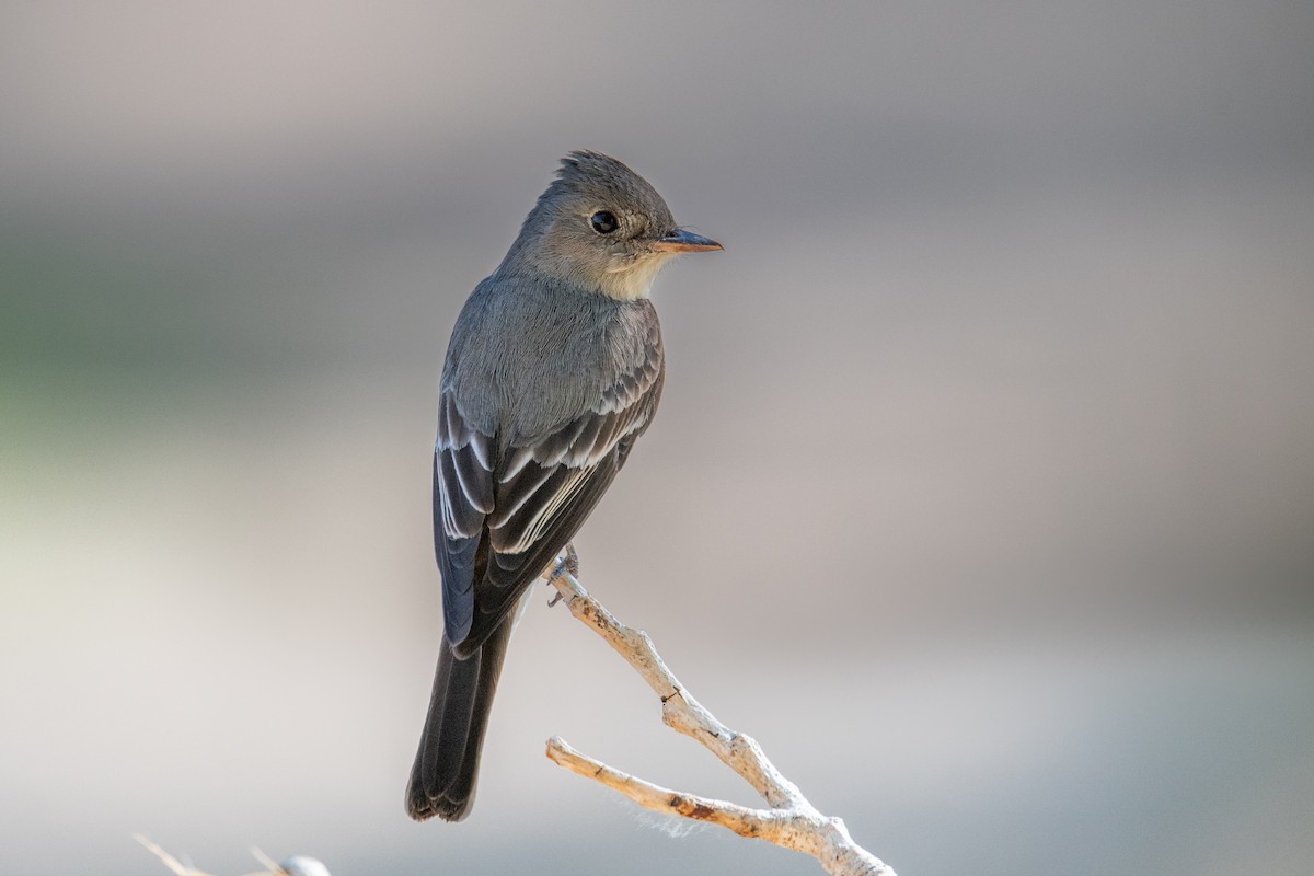 Western Wood-Pewee - Jeff Bleam