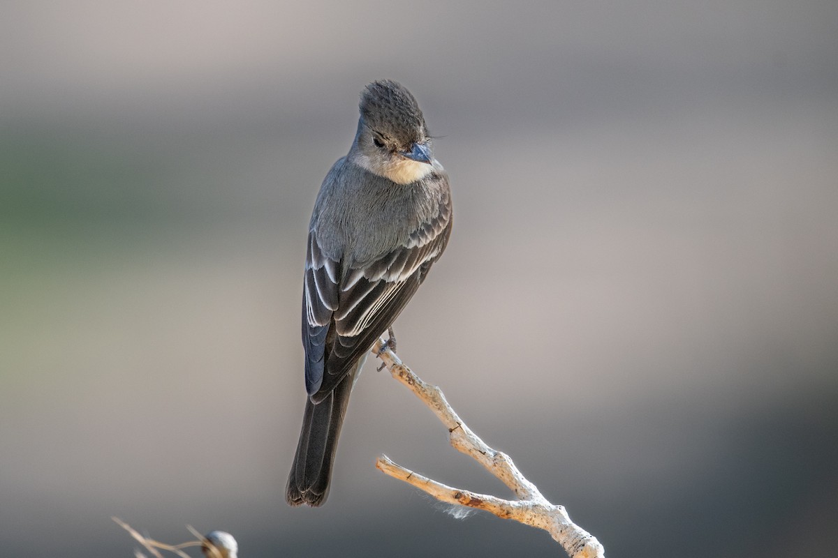 Western Wood-Pewee - ML592163121