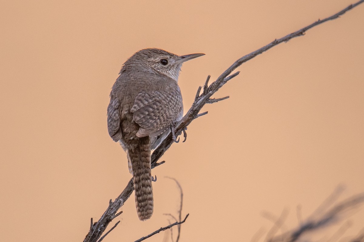 House Wren - Jeff Bleam