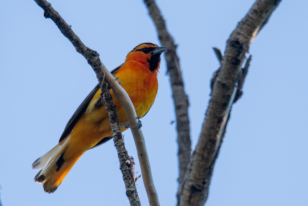 Bullock's Oriole - Jeff Bleam