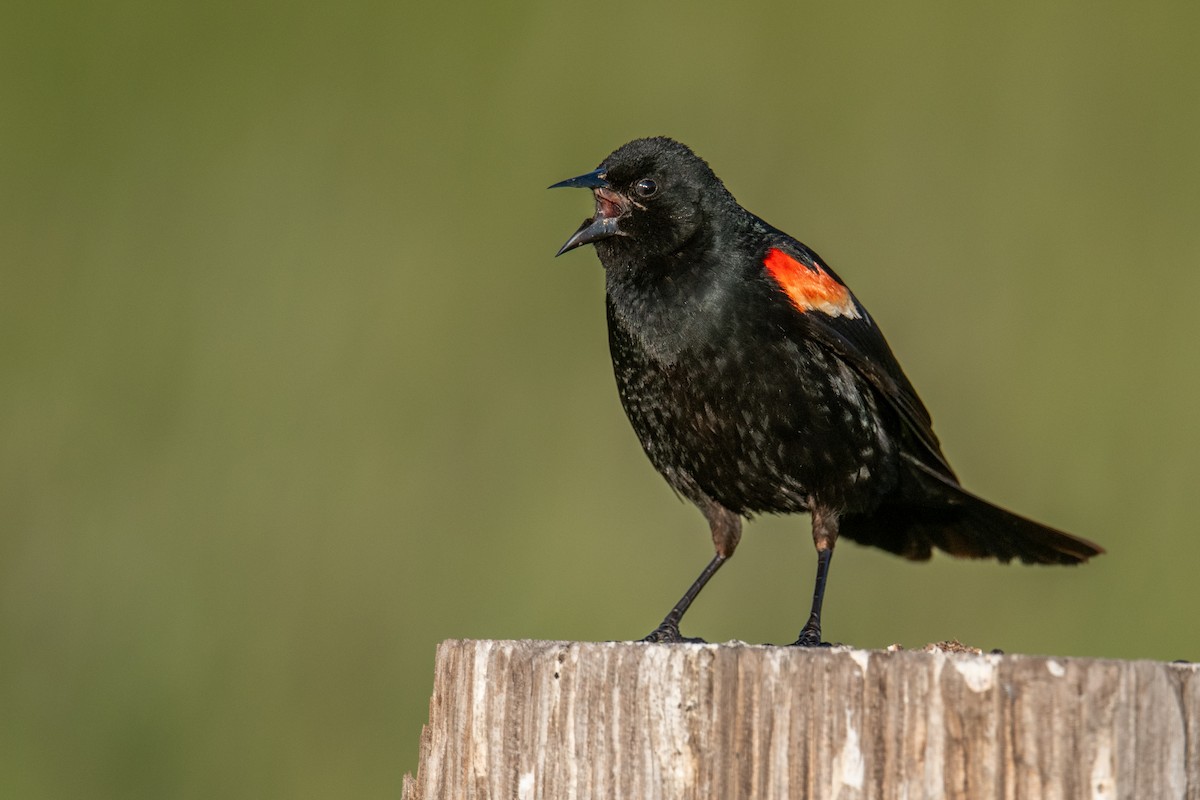 Red-winged Blackbird - Jeff Bleam