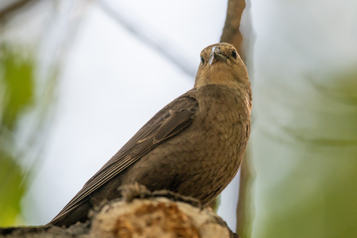 Brown-headed Cowbird - Jeff Bleam