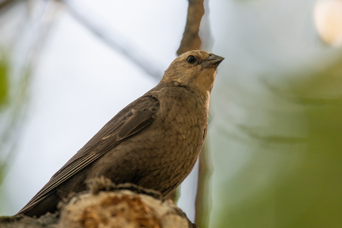 Brown-headed Cowbird - Jeff Bleam