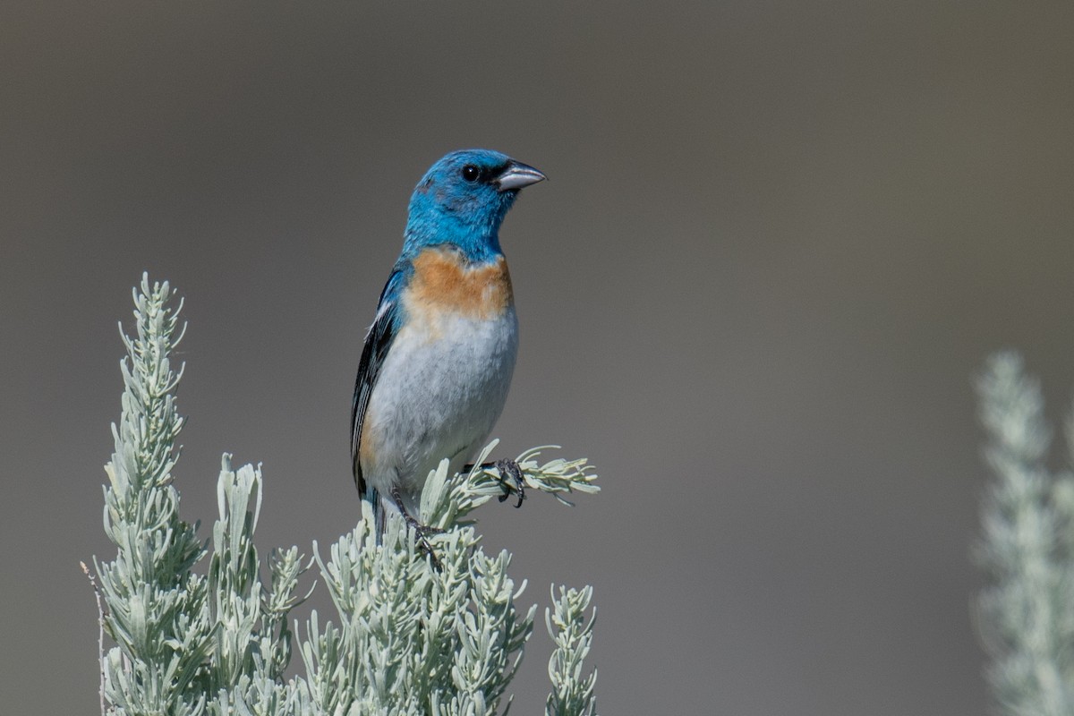 Lazuli Bunting - ML592163651