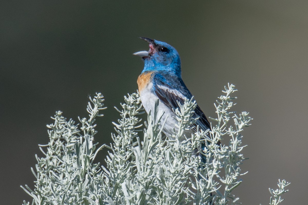 Lazuli Bunting - ML592163661