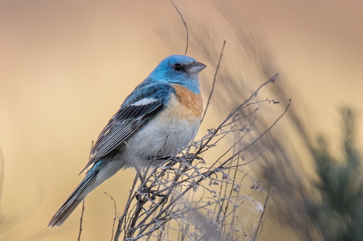 Lazuli Bunting - Jeff Bleam