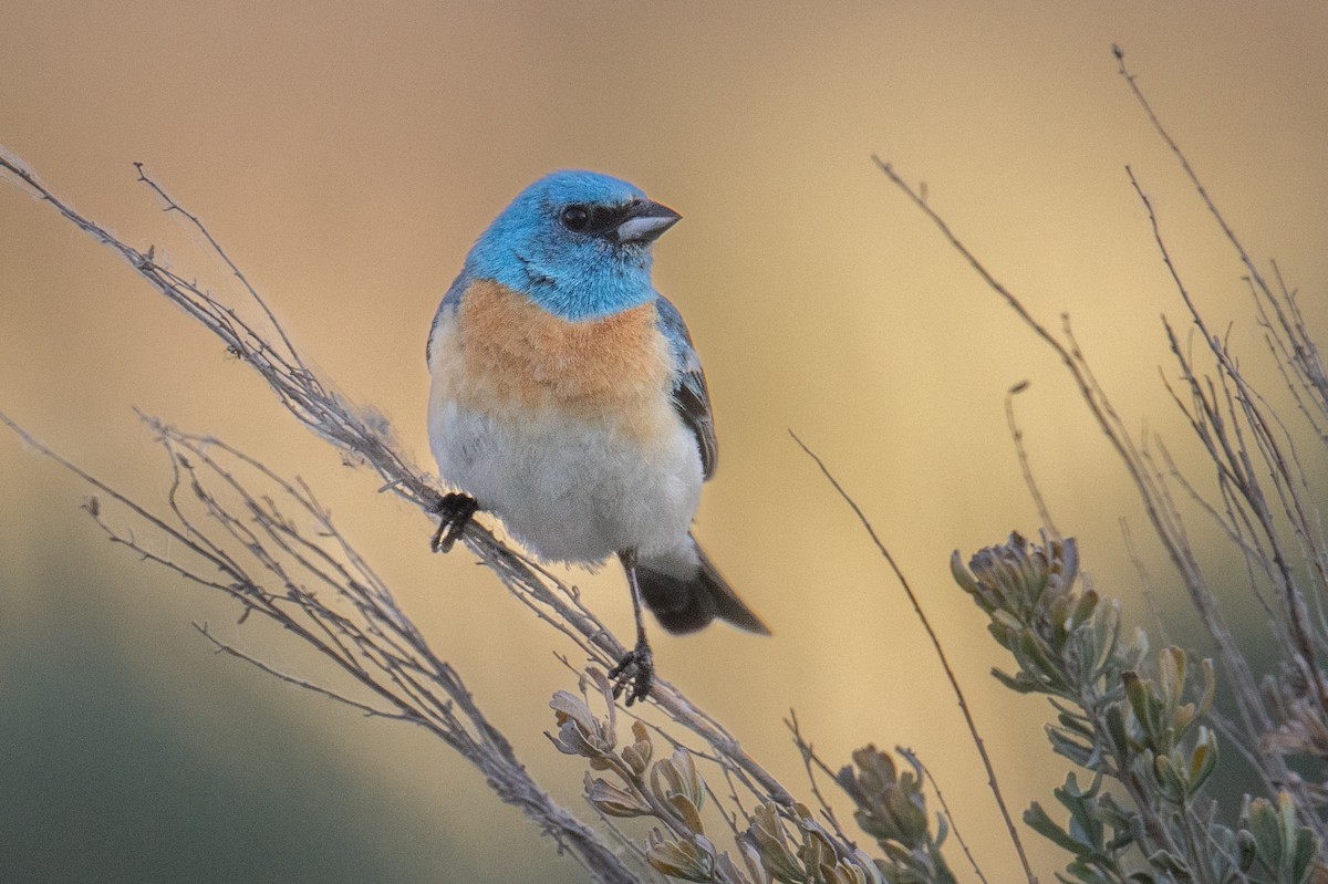 Lazuli Bunting - Jeff Bleam