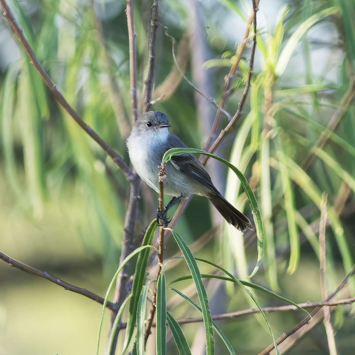 Sooty Tyrannulet - ML592164041