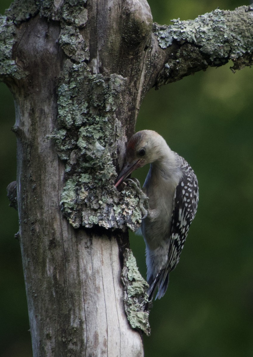 Red-bellied Woodpecker - ML592164341