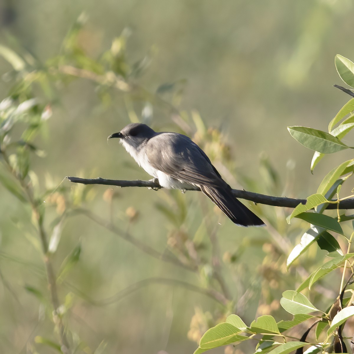 Ash-colored Cuckoo - ML592164441