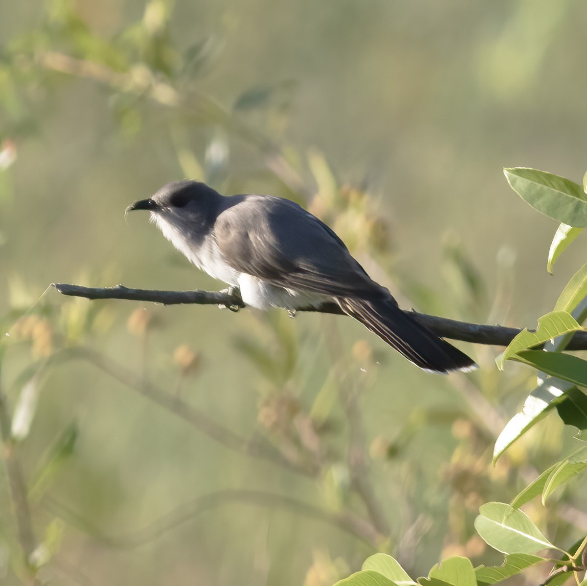 Ash-colored Cuckoo - ML592164451