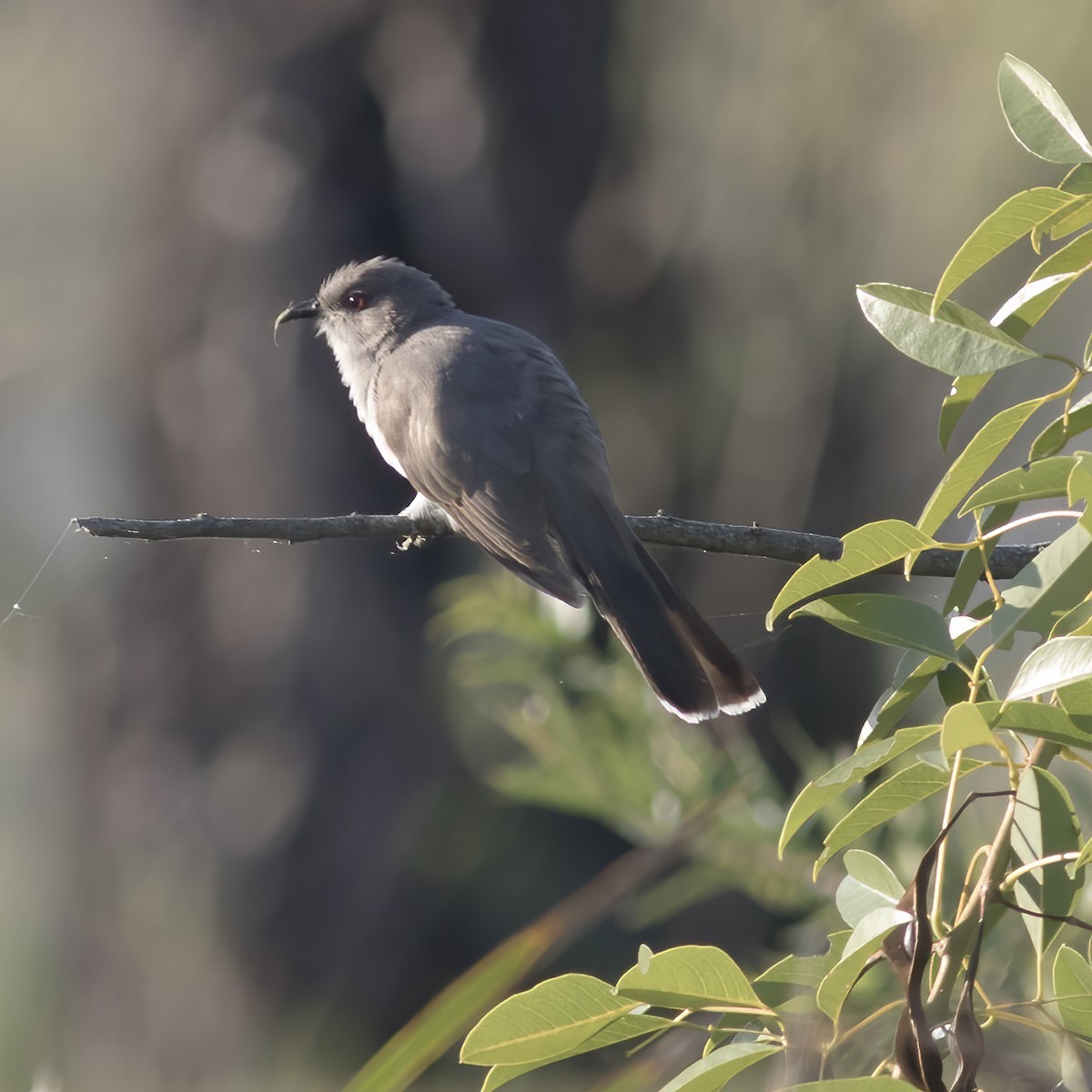 Ash-colored Cuckoo - ML592164461