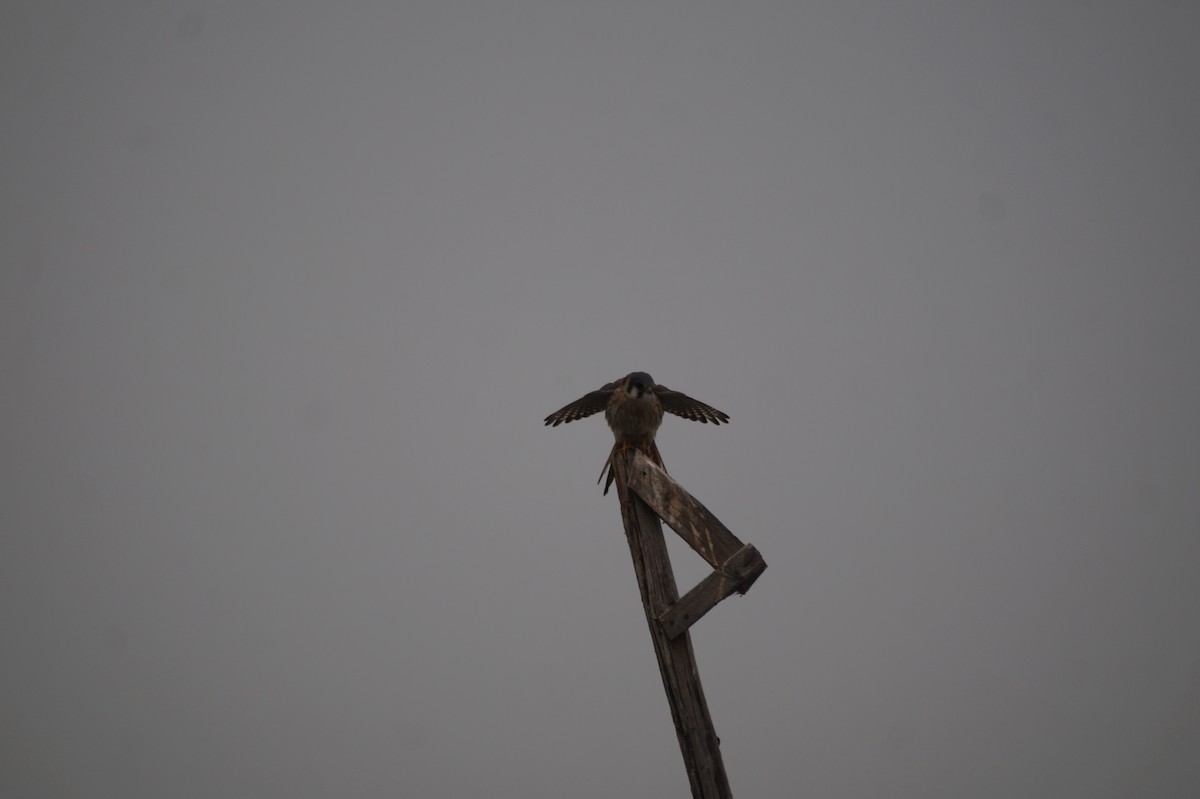 American Kestrel - ML59216461