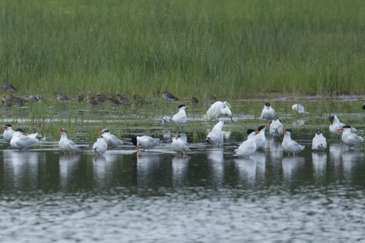 Royal Tern - ML592165231