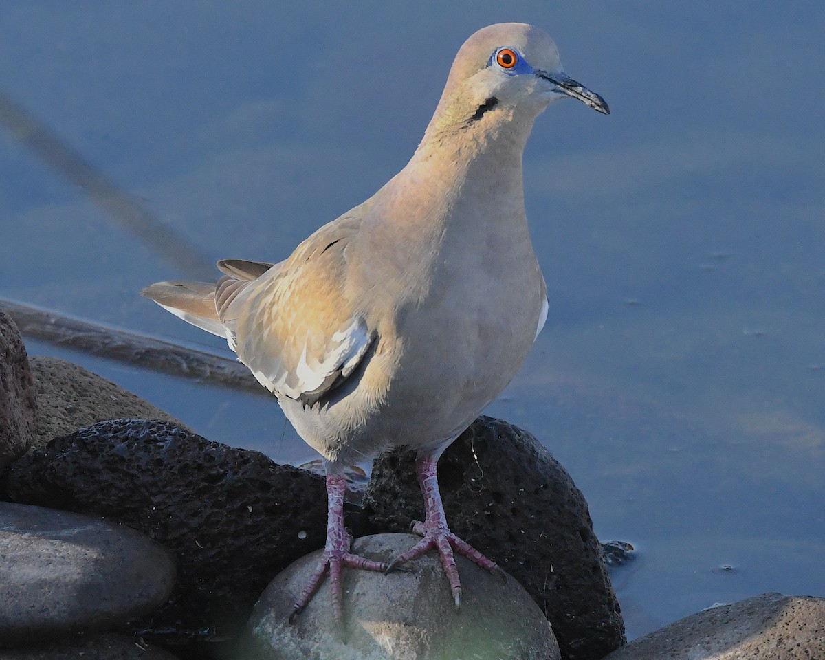 White-winged Dove - ML592165551