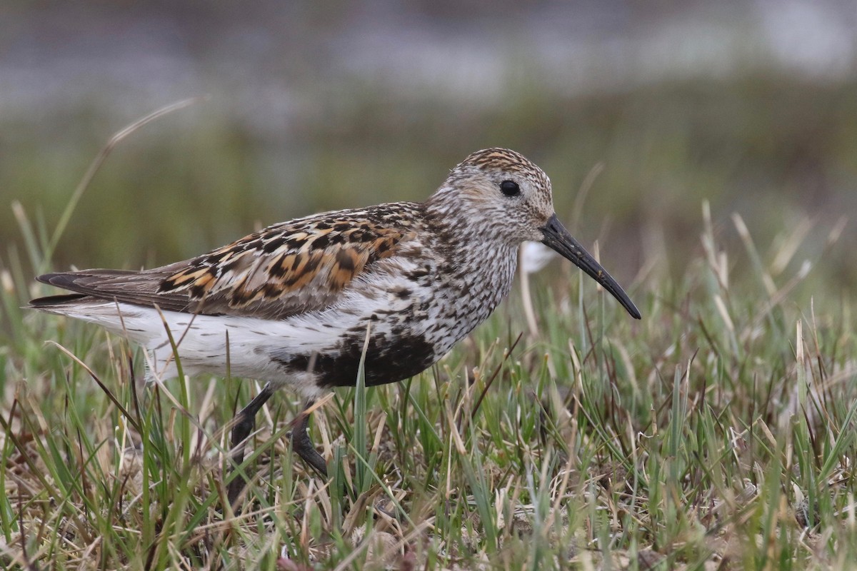 Dunlin - Alvan Buckley