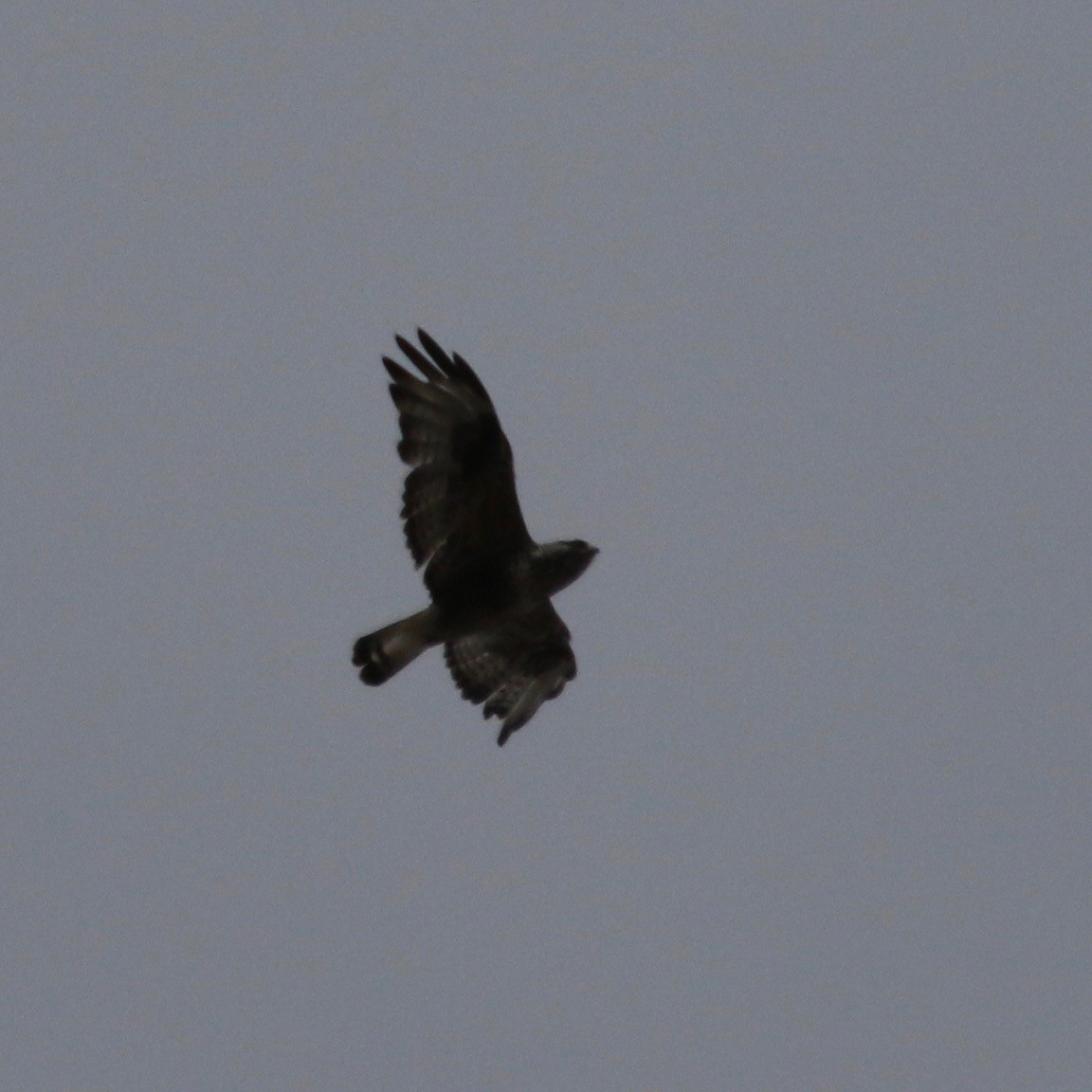 Rough-legged Hawk - ML592166021