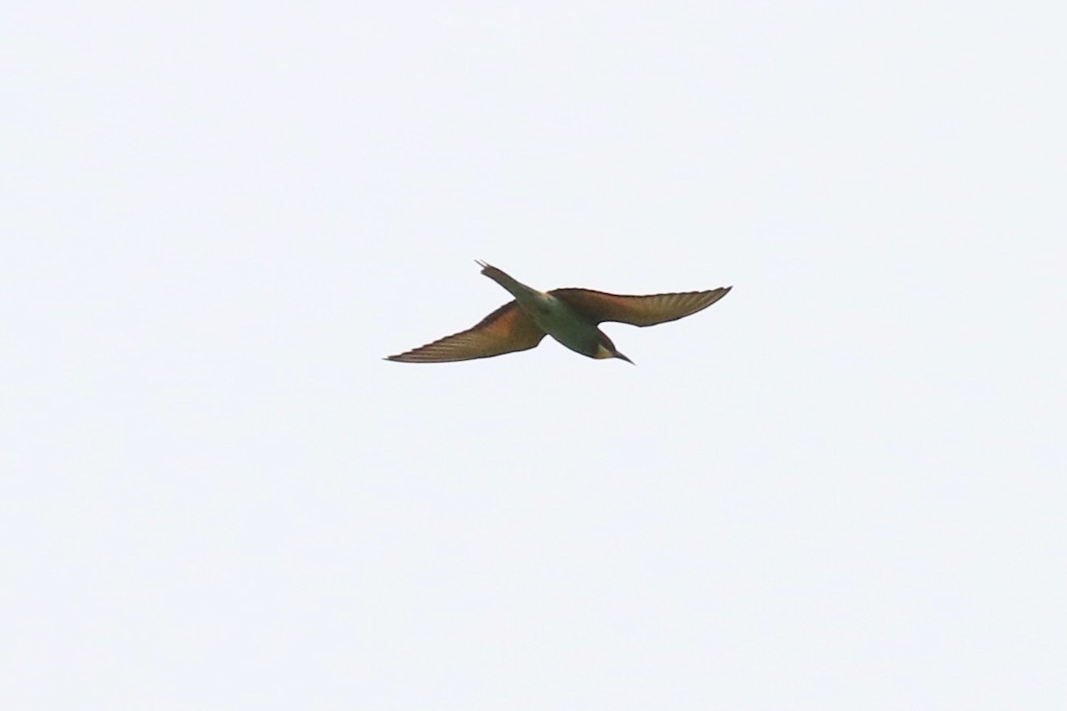 European Bee-eater - ML592167681