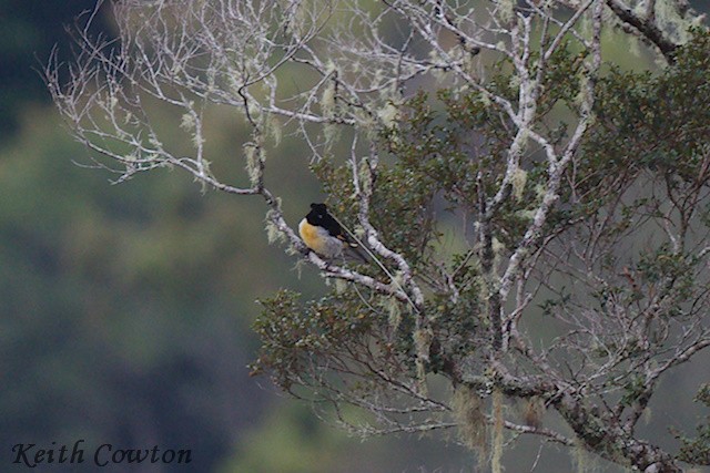 King-of-Saxony Bird-of-Paradise - ML592167781