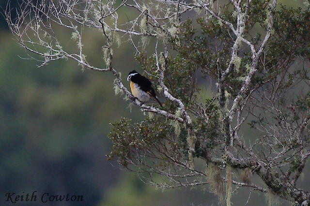 King-of-Saxony Bird-of-Paradise - ML592167801