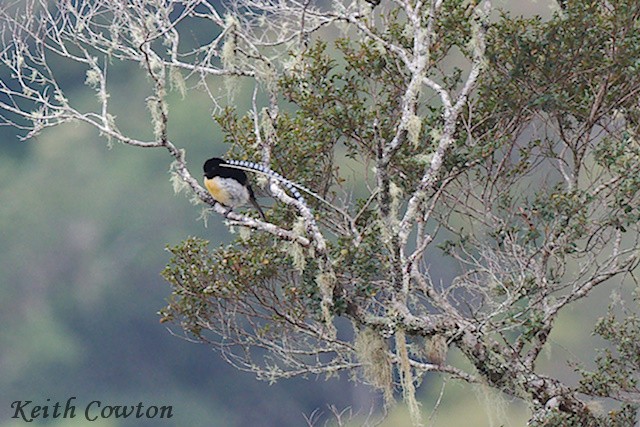 King-of-Saxony Bird-of-Paradise - ML592167821