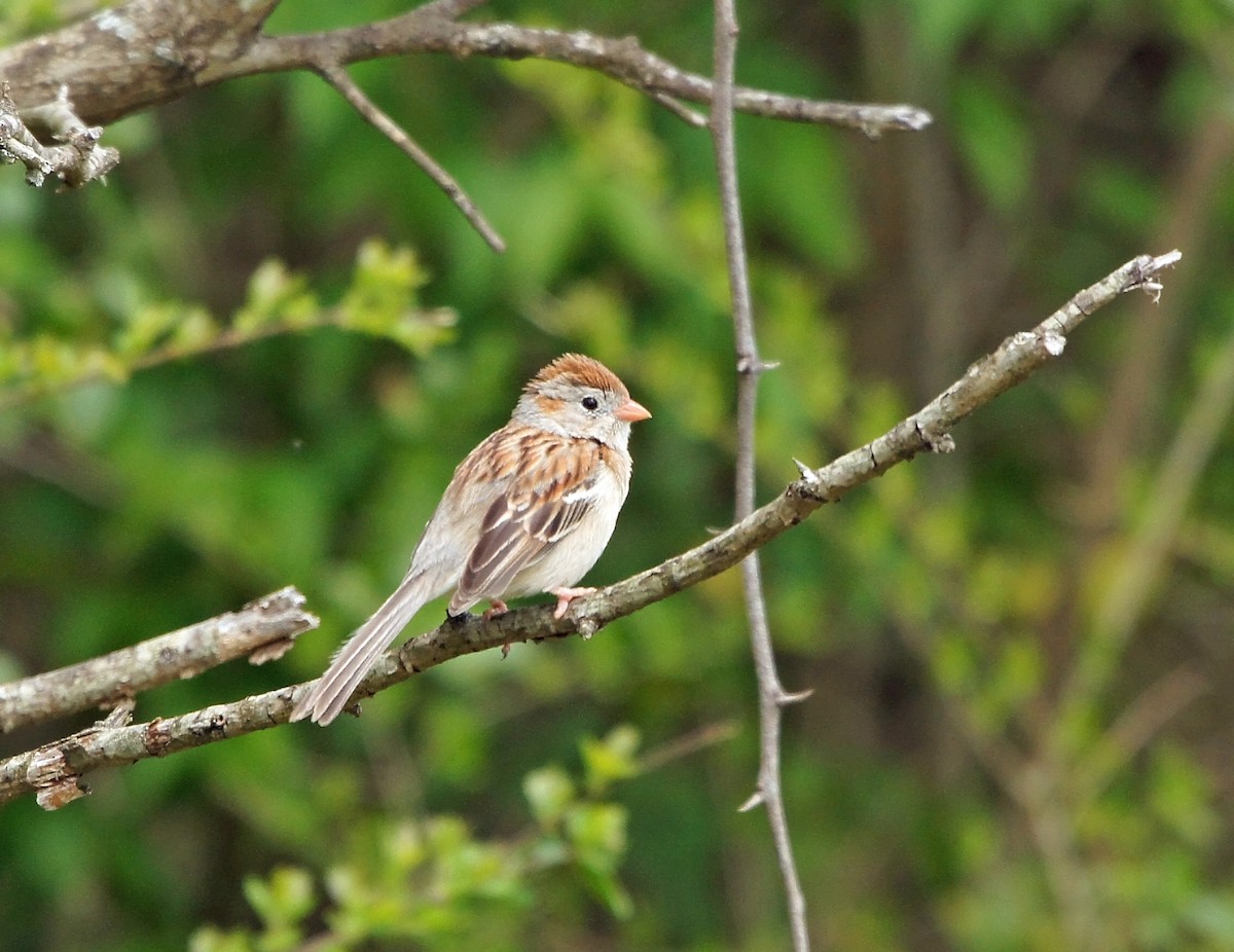 Field Sparrow - ML592168171