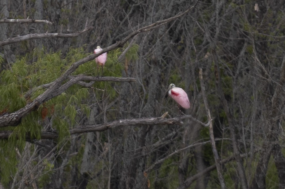 Roseate Spoonbill - ML592168851