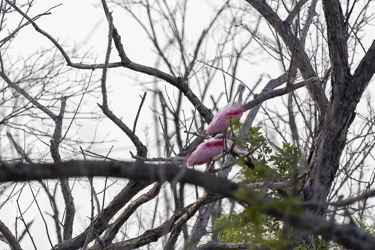 Roseate Spoonbill - ML592168861