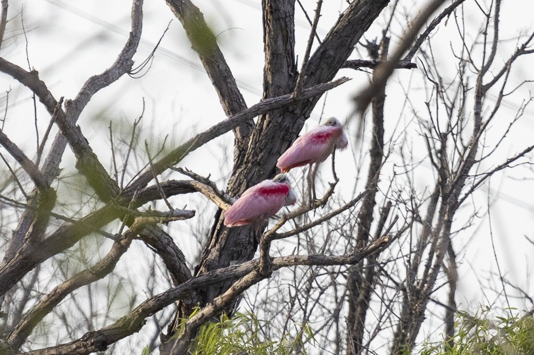 Roseate Spoonbill - ML592168871