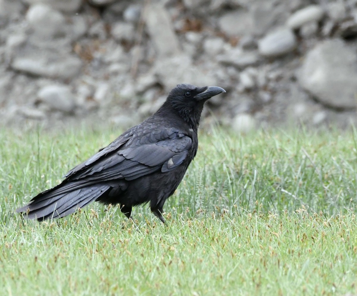 Carrion Crow - ML592168911