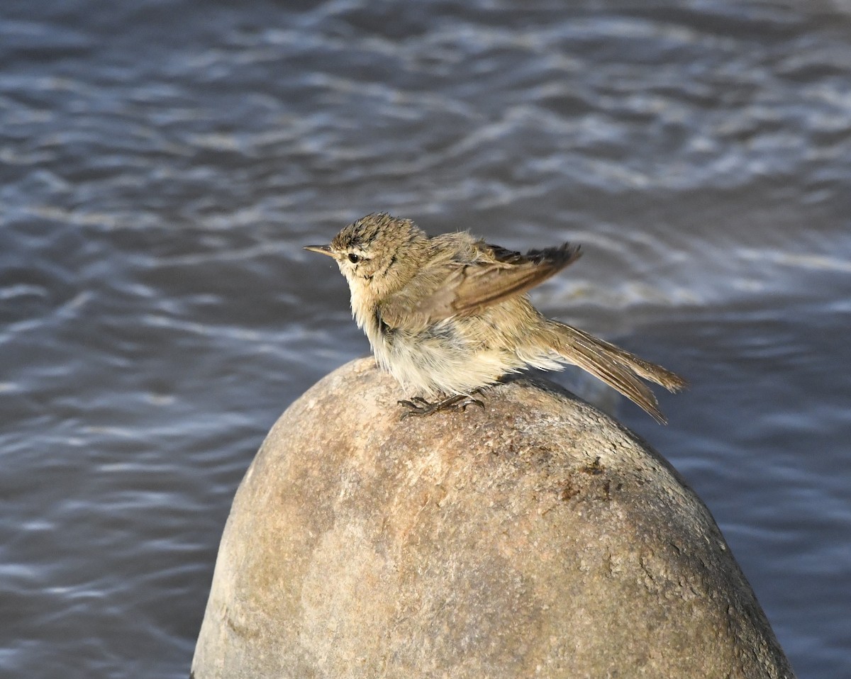 Mountain Chiffchaff - ML592168991