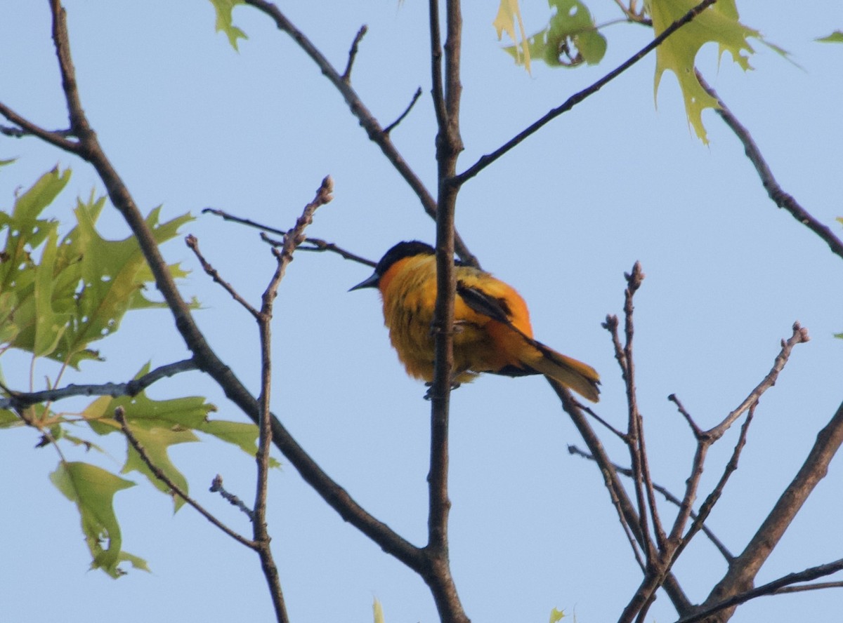 Baltimore Oriole - ML592169541