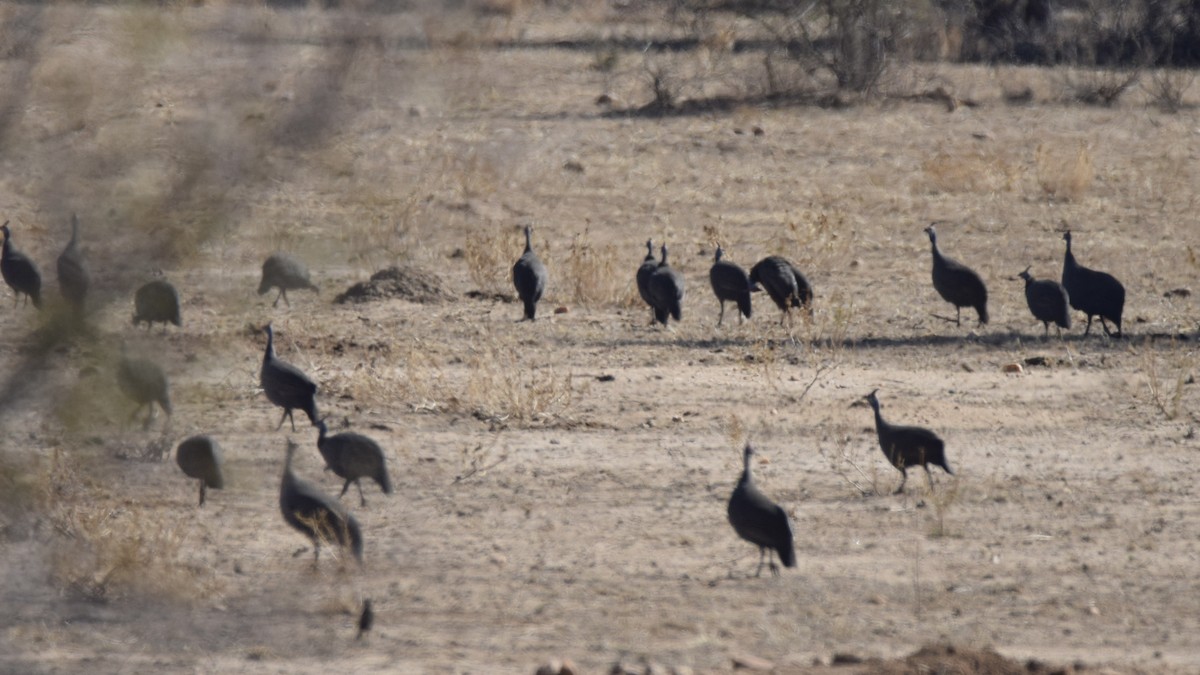 Helmeted Guineafowl - ML592169711