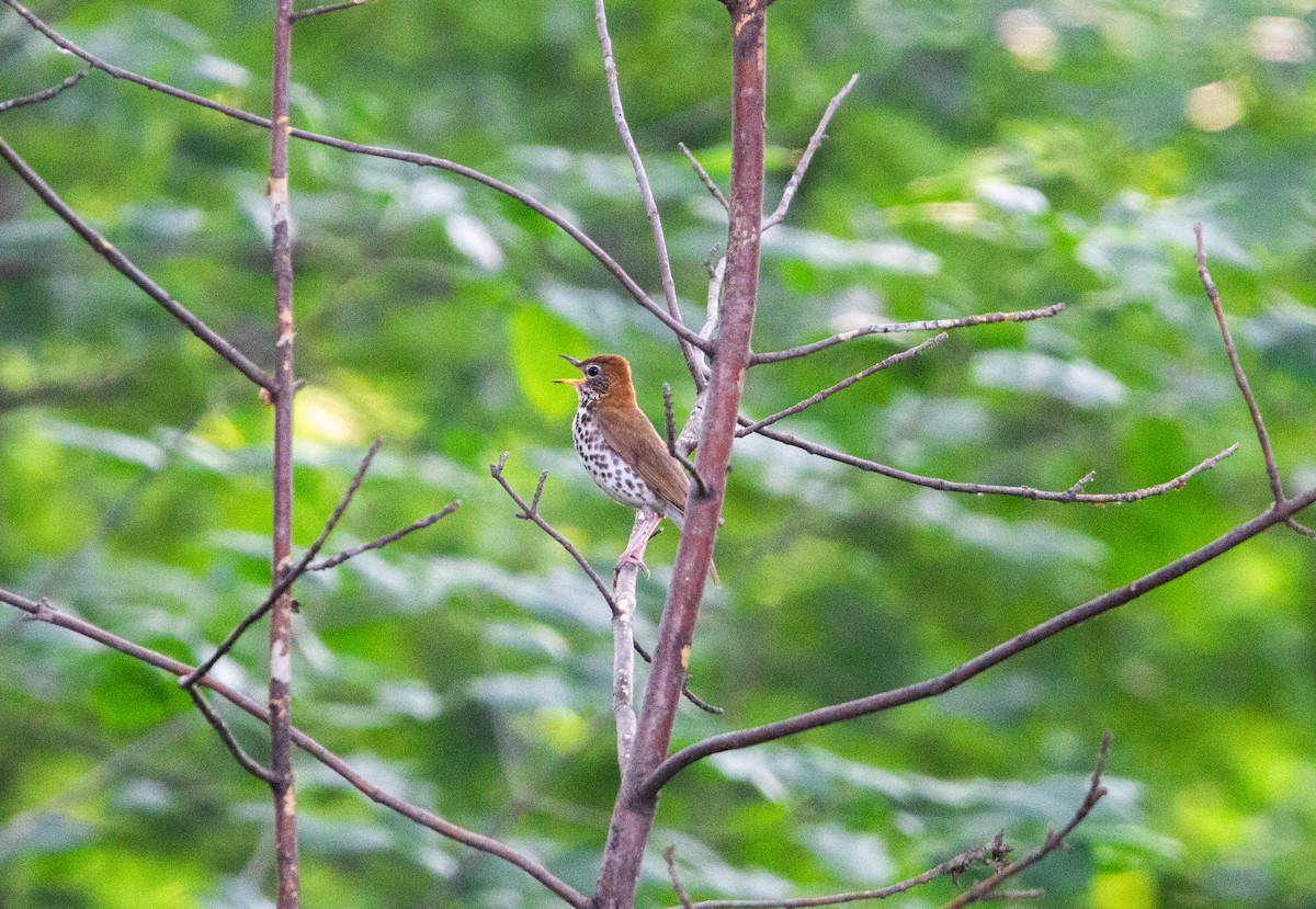 Wood Thrush - ML592171801