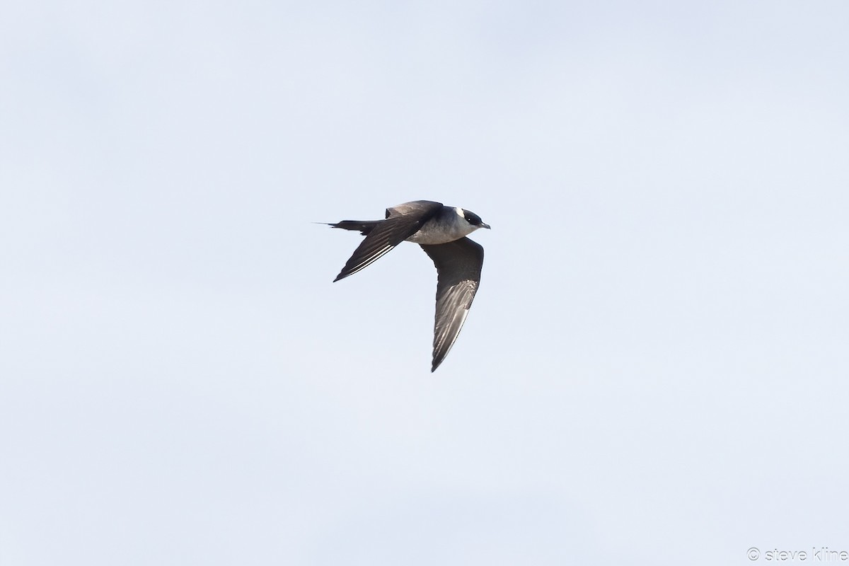 Parasitic Jaeger - ML592172351