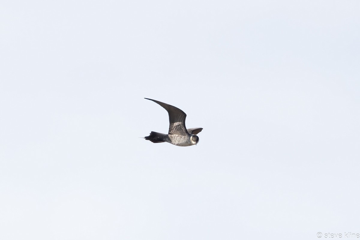 Parasitic Jaeger - ML592172361