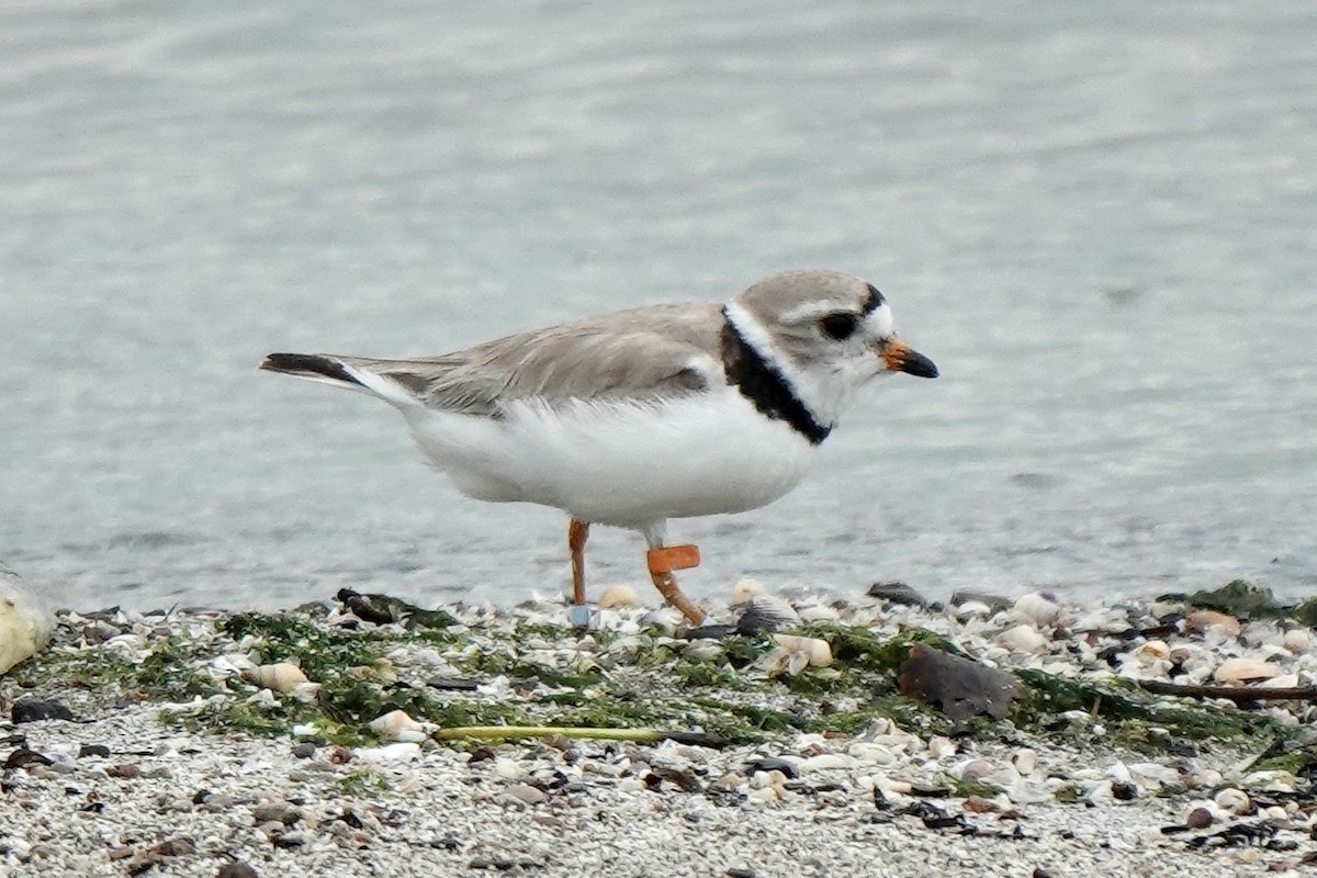 Piping Plover - ML592172661