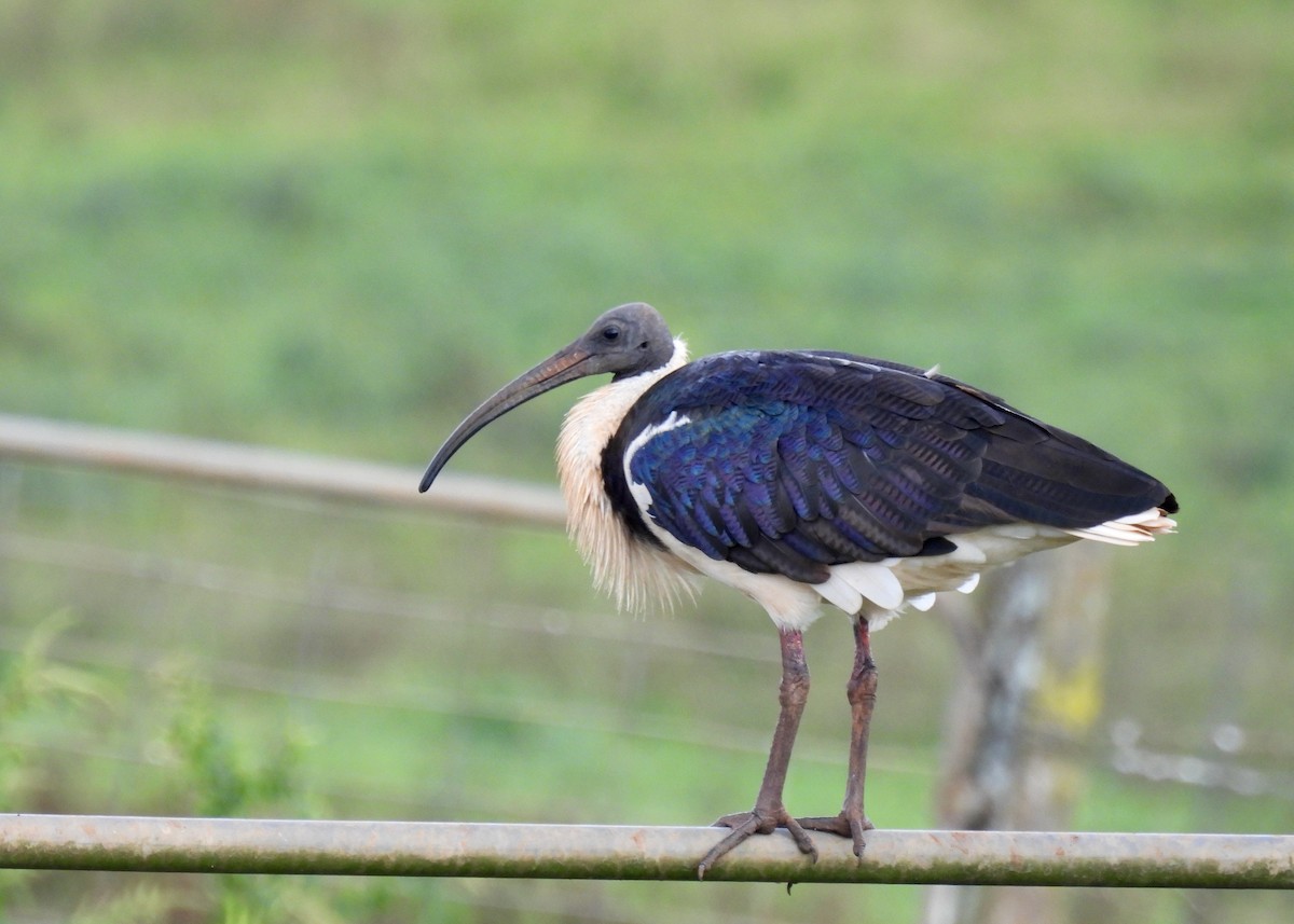 Straw-necked Ibis - judith harackiewicz