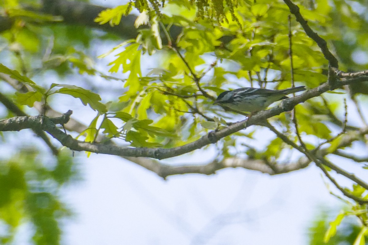 Blackpoll Warbler - ML59217351