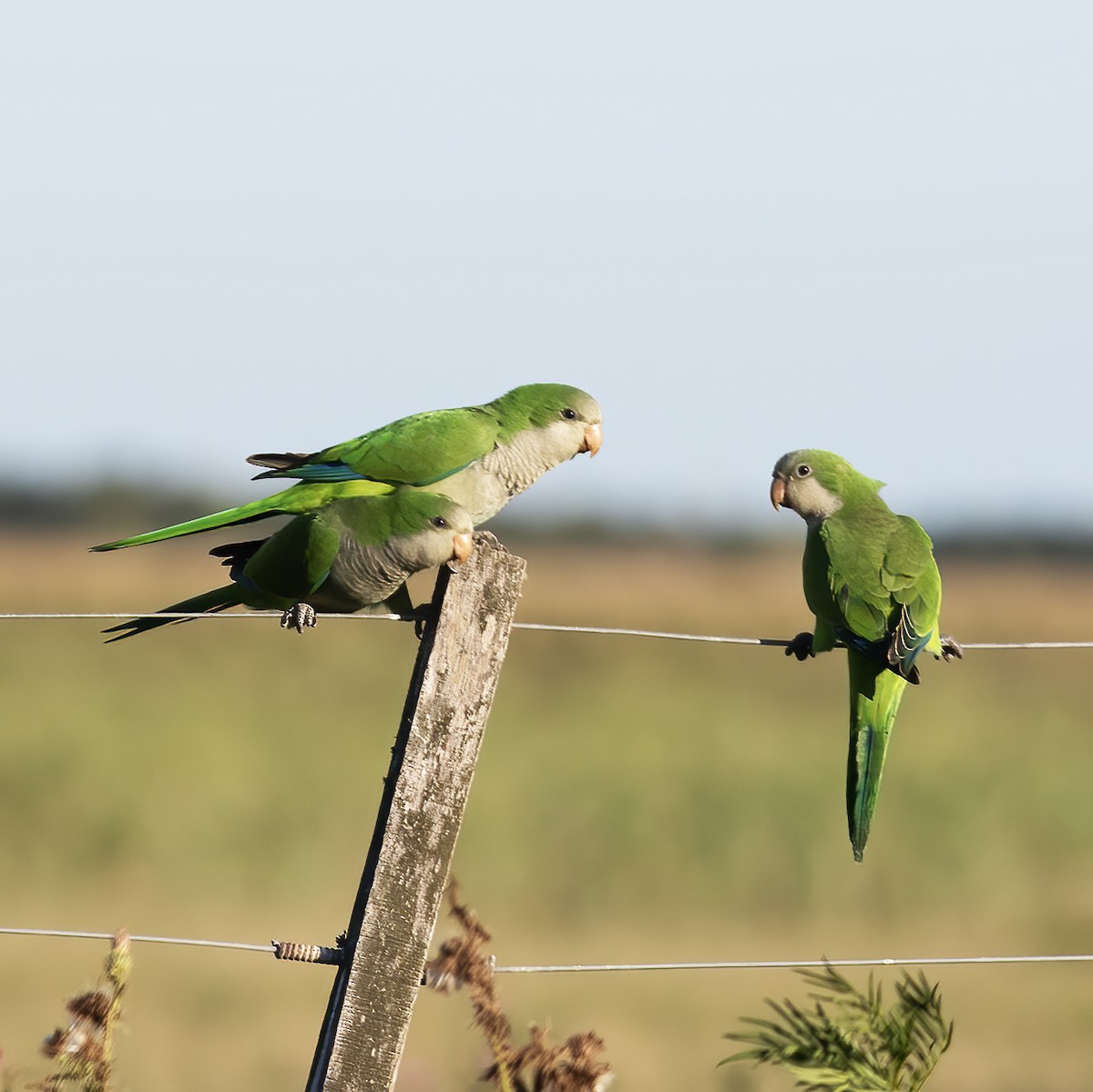 Monk Parakeet - ML592174791