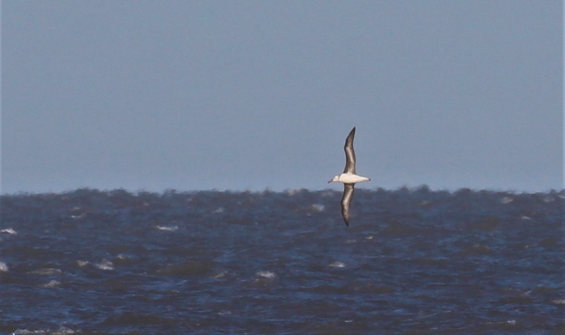 albatros černobrvý - ML592175061