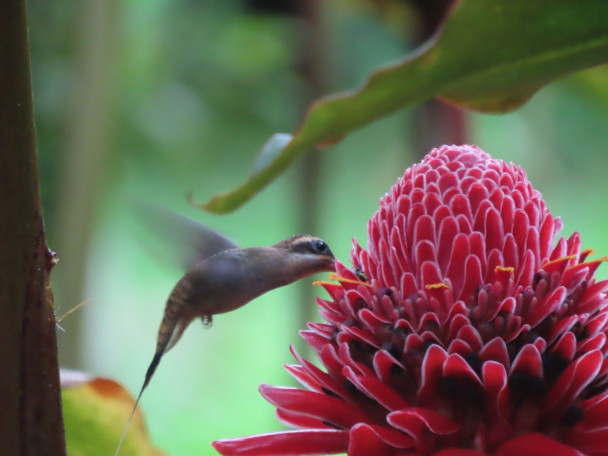 Длинноклювый колибри-отшельник - ML592176341