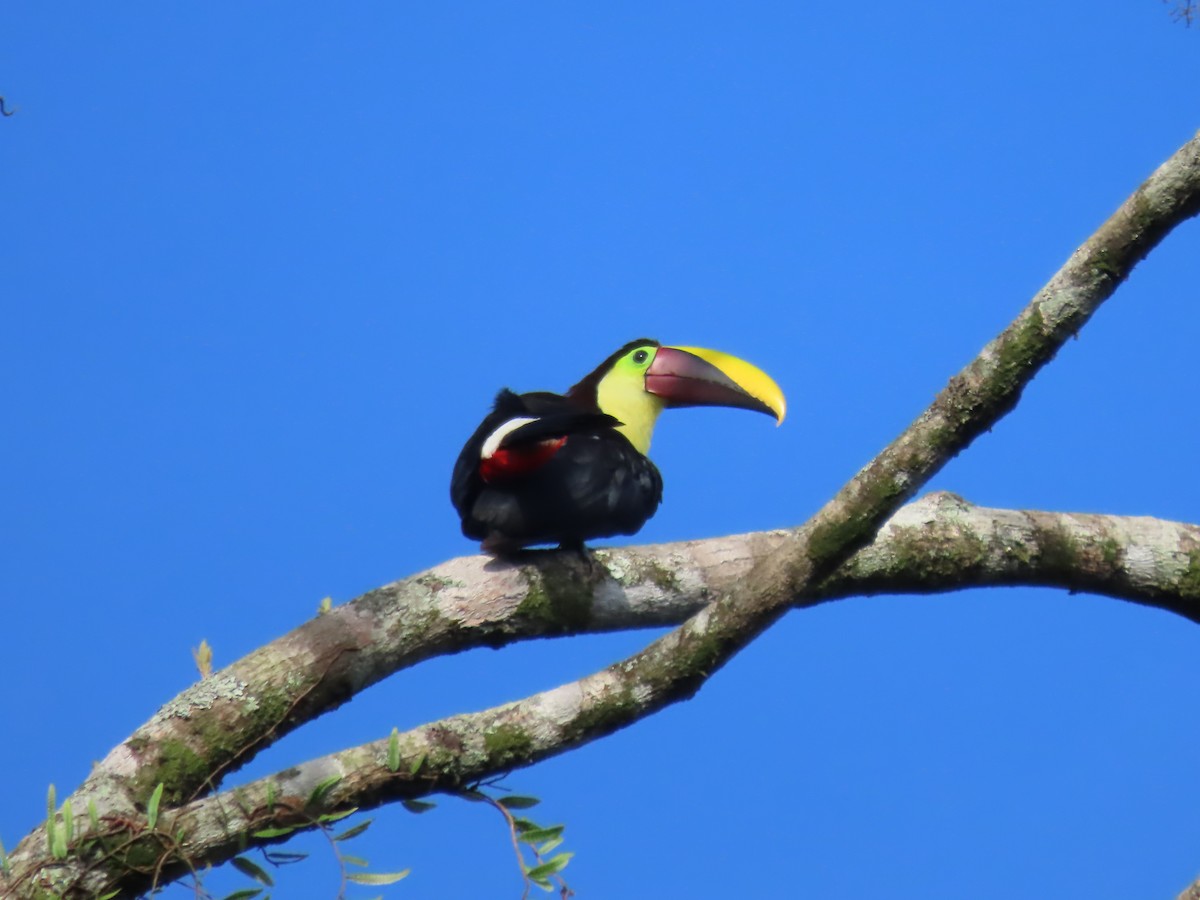 Yellow-throated Toucan - Miguel A. Rodriguez